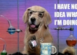 Awesome picture of dog in a lab saying "I have no idea what I'm doing"